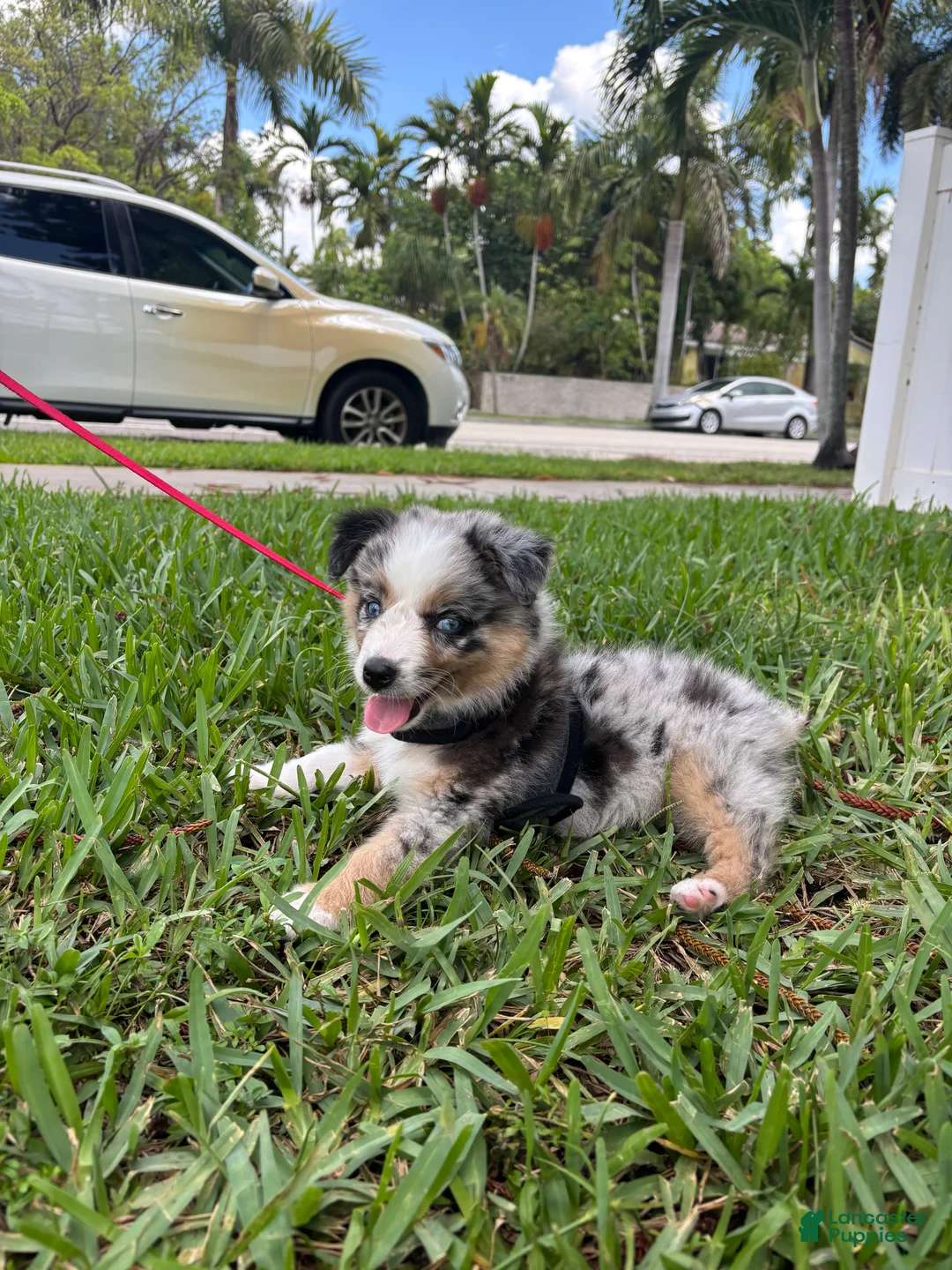 Australian Shepherd dogs for sale: Australian Shepherd Puppy  - Ad 2