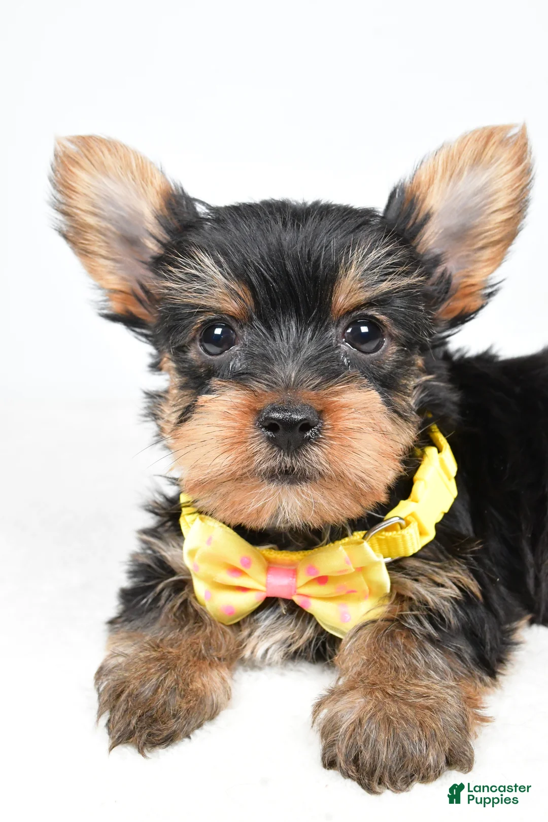Yorkshire Terrier dogs for sale: Tyler - Ad 4
