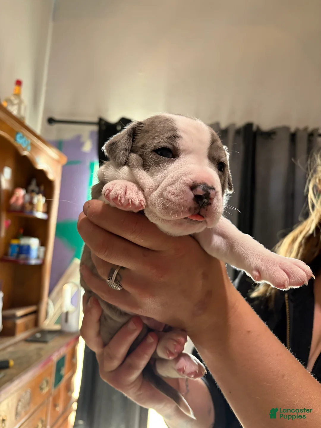American Bully dogs for sale: Merle American Bully Puppy 1 - Ad 2