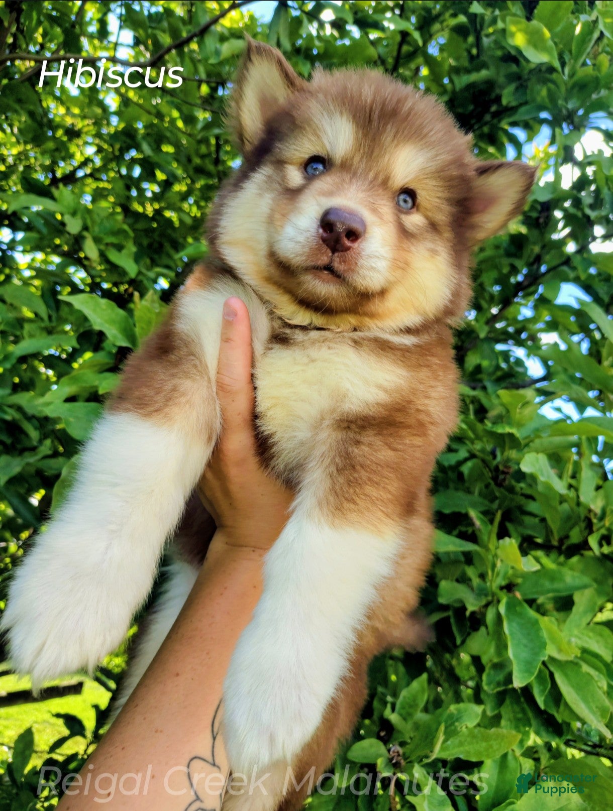 Alaskan Malamute dogs Hibiscus - Ad 3