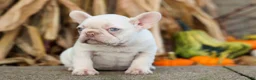French Bulldog dogs for sale: Reba 💗 - Ad 17