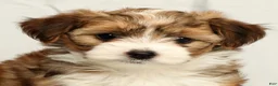 Yorkiepoo dogs for sale: Lincoln - Ad 9