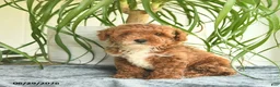 Toy Poodle dogs for sale: Ryan  - Ad 2