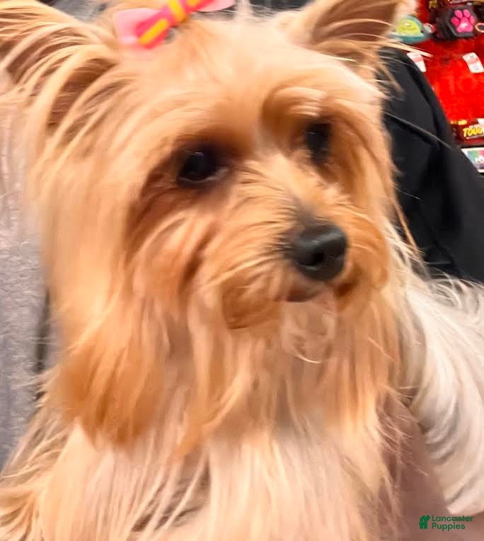Yorkshire Terrier dogs for sale: Yorkshire Terrier Puppy 1 - Ad 3