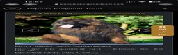 German Shepherd dogs for sale: German Shepherd 1 - Ad 5
