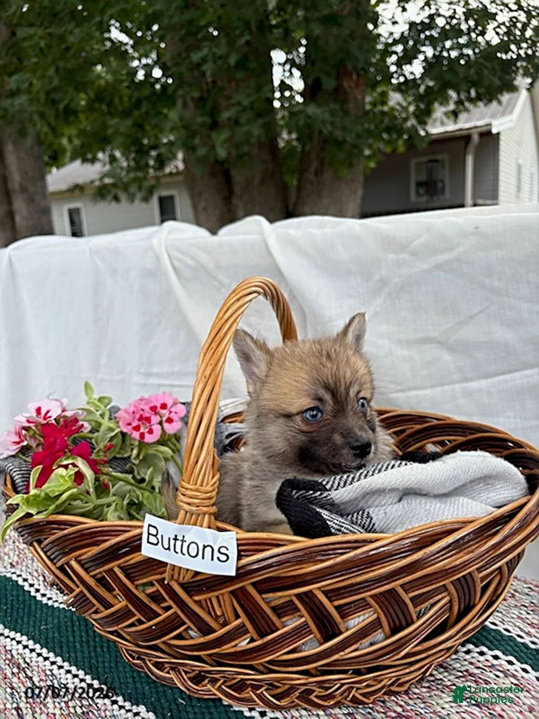 Pomsky dogs for sale: Buttons - Ad 1