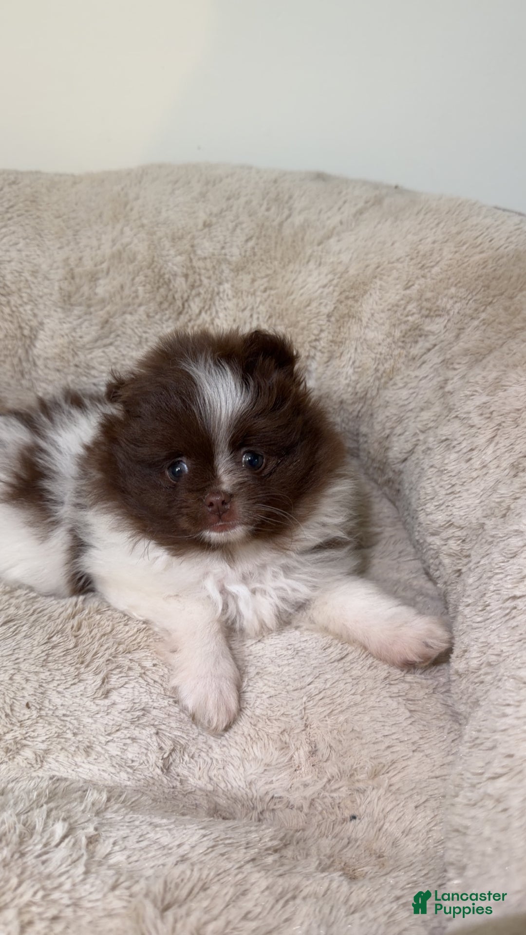 Pomeranian dogs for sale: Willow  - Ad 3