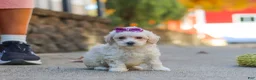 Maltipoo dogs for sale: Ember - Ad 3