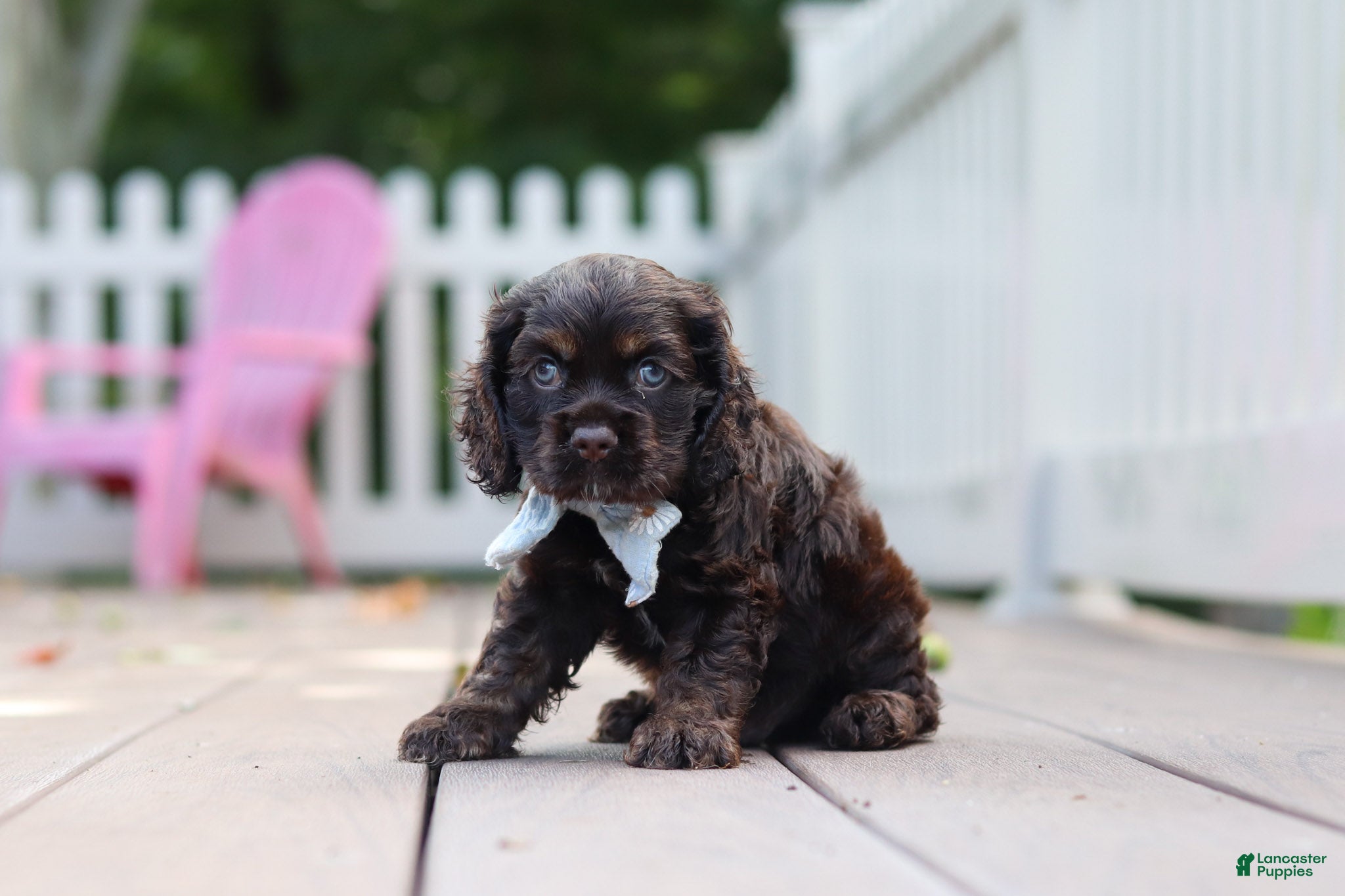 Cocker Spaniel dogs Mason - Ad 1