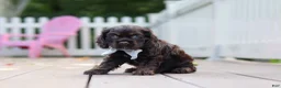 Cocker Spaniel dogs for sale: Mason - Ad 1