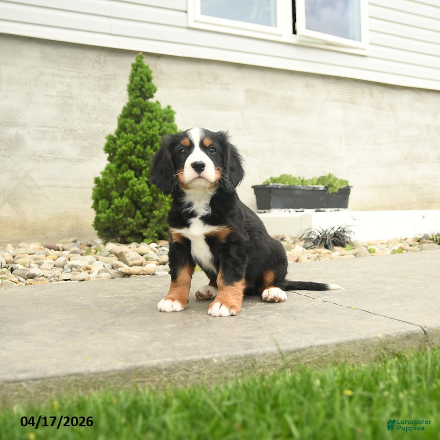 Miniature Bernese Mountain Dog dogs Reagan - Ad 1