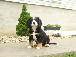 Miniature Bernese Mountain Dog dogs for sale: Reagan - Ad 4