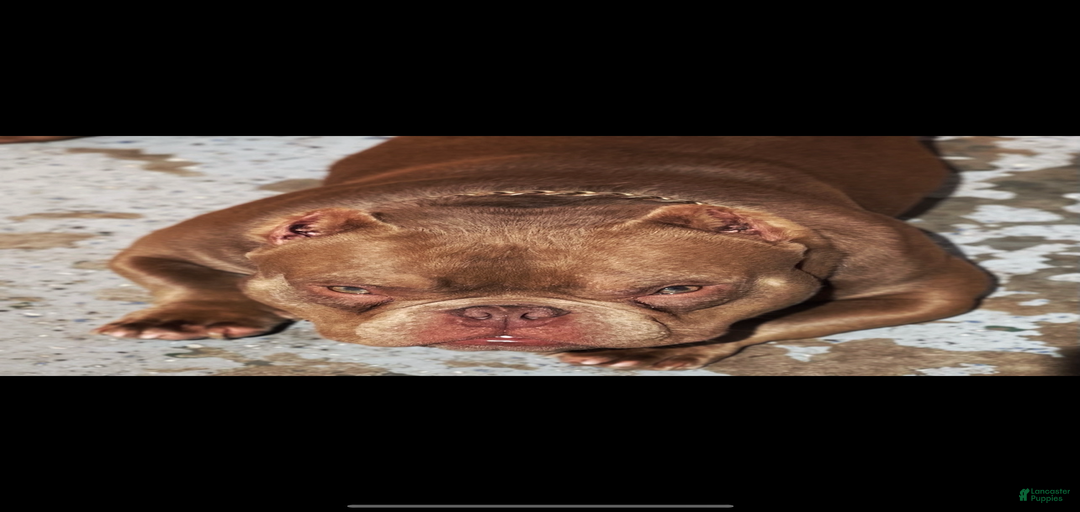 Gallery Image {{count}}