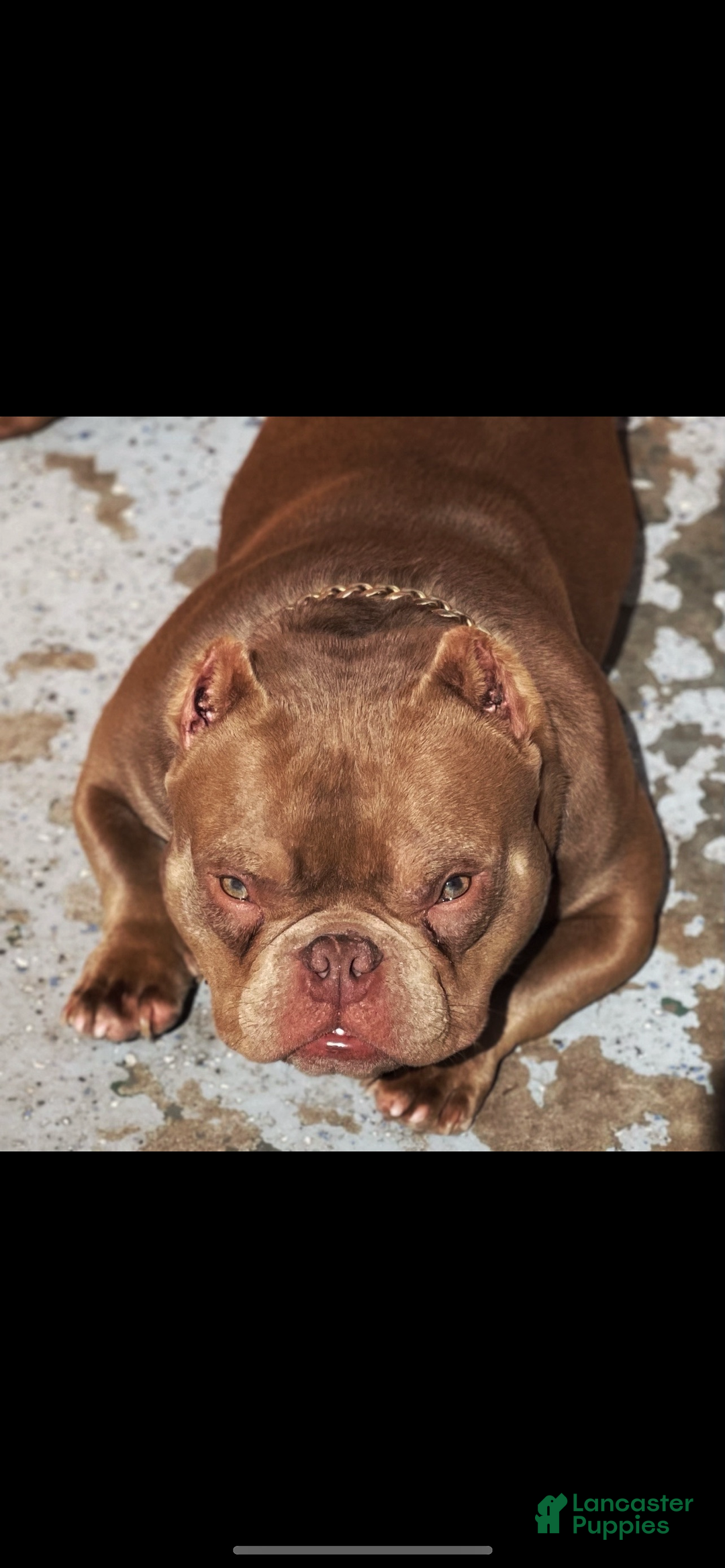 Gallery Image {{count}}