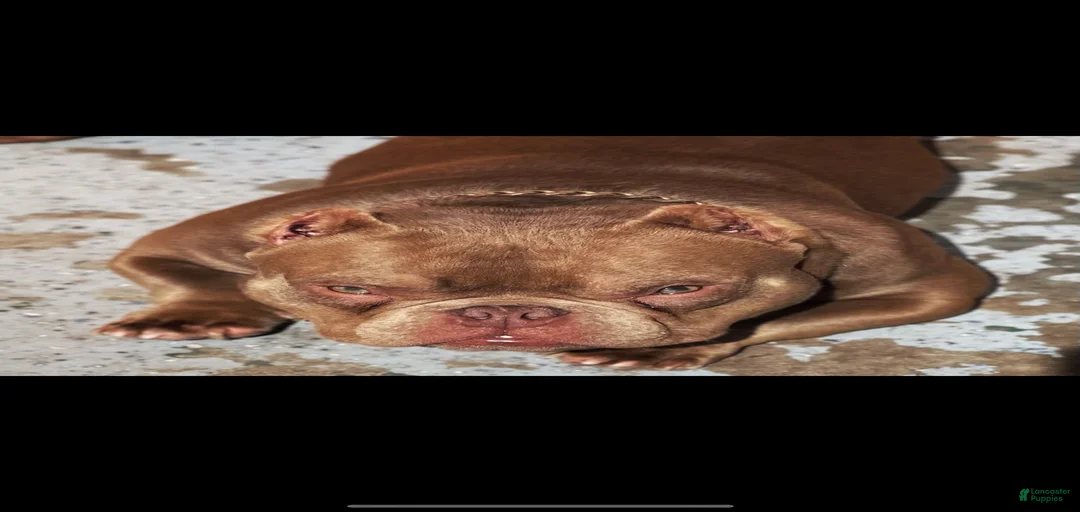 Gallery Image {{count}}