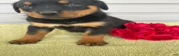 Rottweiler dogs for sale: Lexi - Ad 2