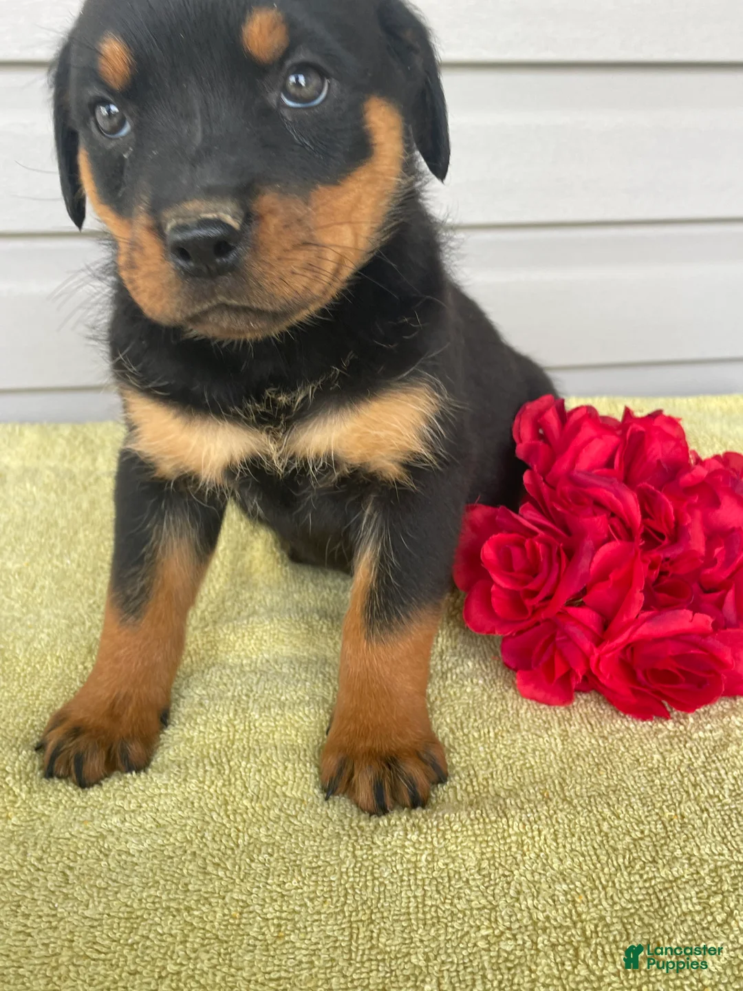 Rottweiler dogs for sale: Lexi - Ad 2