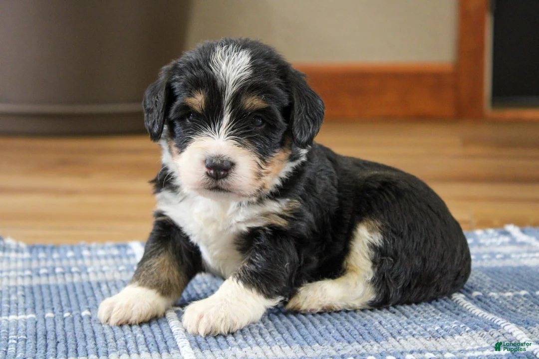 Mini Bernedoodle dogs for sale: Phoenix  - Ad 2