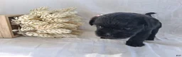 Affenpinscher dogs for sale: LLW JAMES - Ad 7