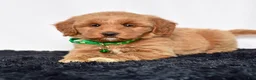 Mini Goldendoodle dogs for sale: Ms. Mona - Ad 5