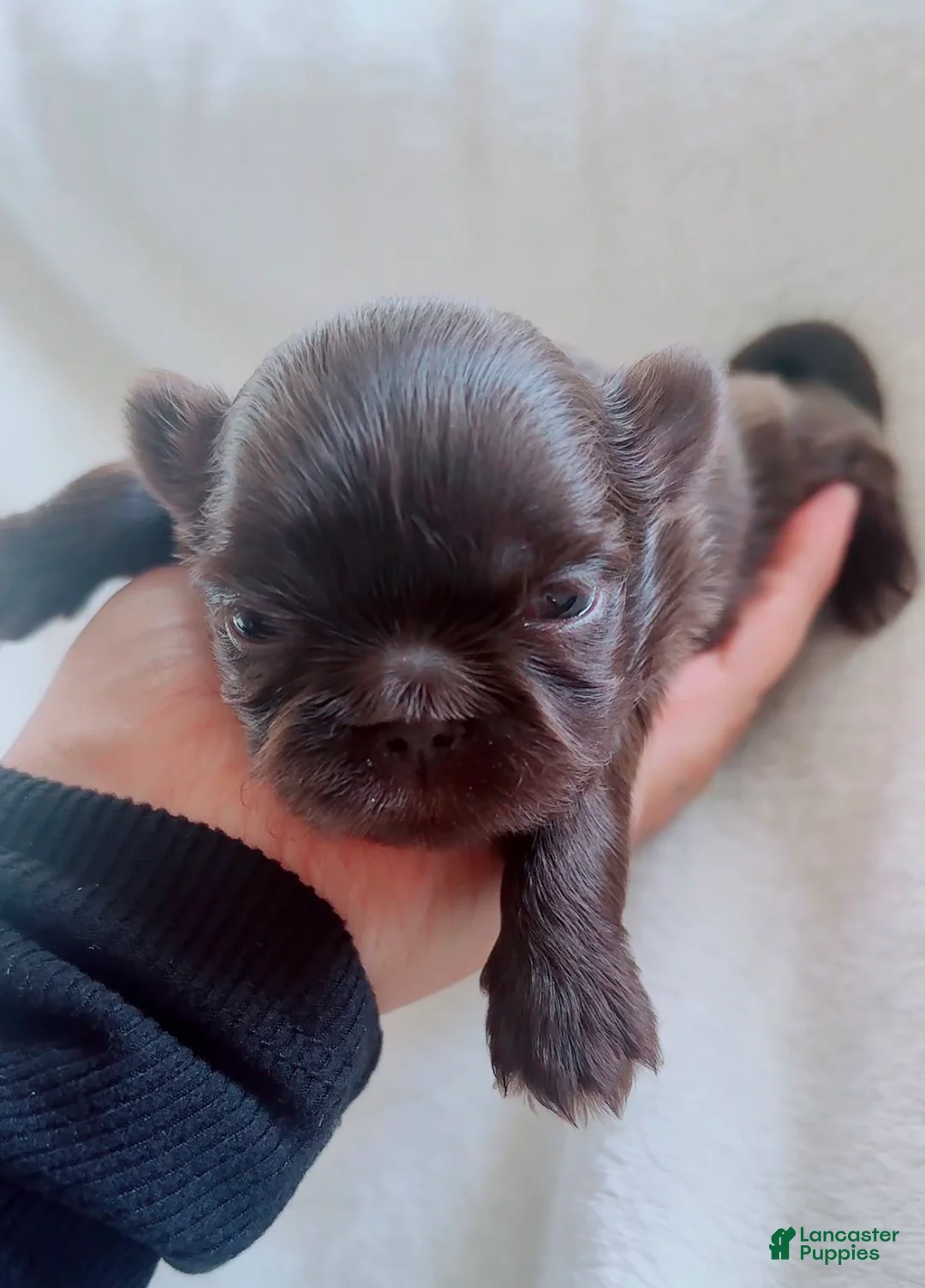 Shih Tzu dogs for sale: Twinkle  - Ad 1