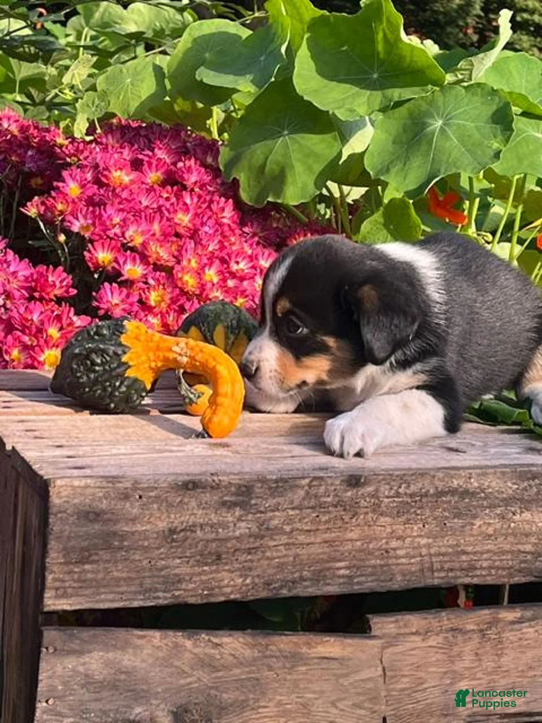 Mixed Breed dogs for sale: Ronnie - Ad 3