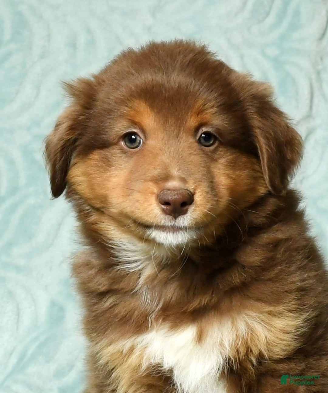 Australian Shepherd dogs for sale: Max - Ad 9