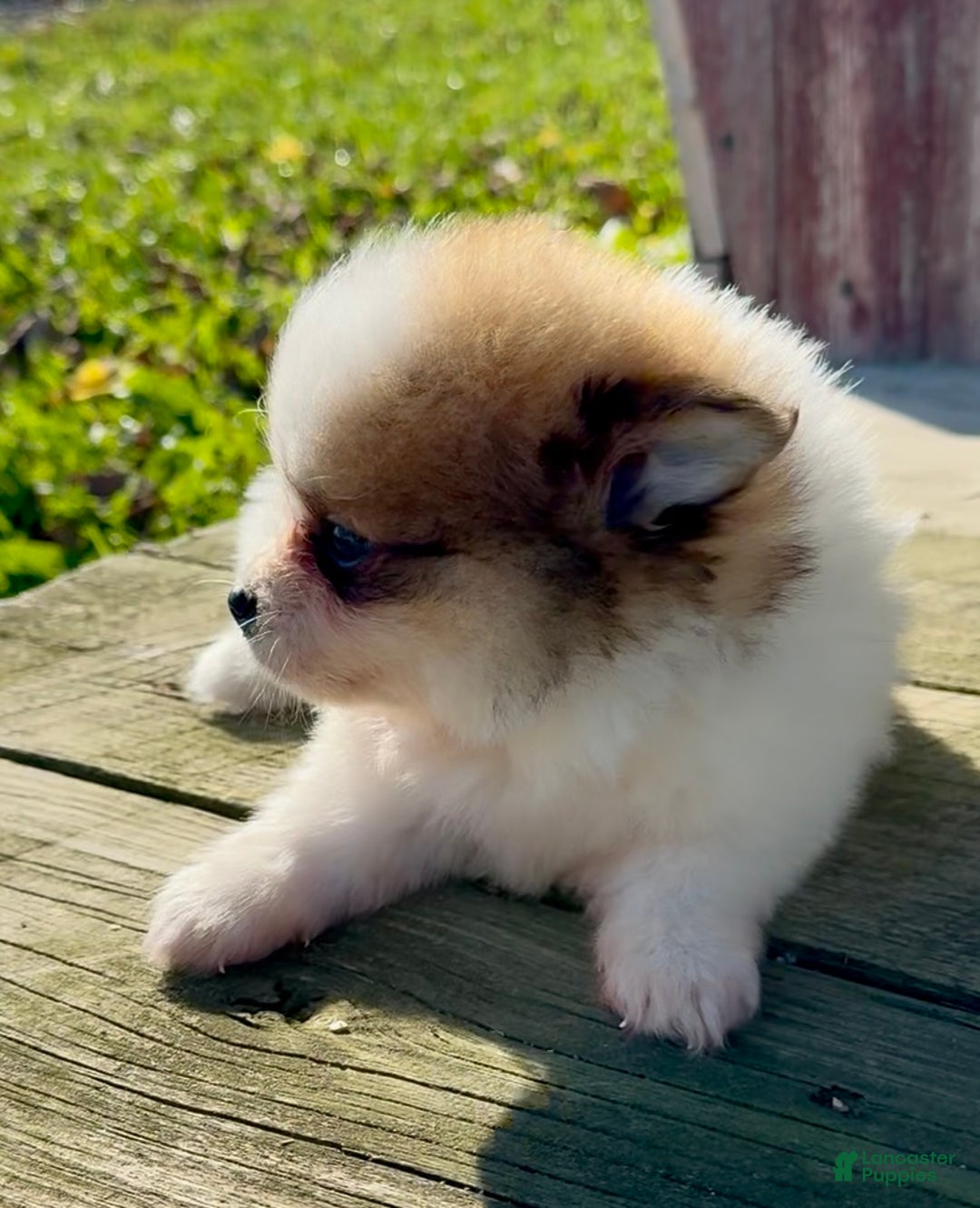 Pomeranian dogs for sale: Paddi - Ad 3