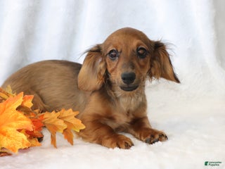 Dachshund dogs - Ad 10