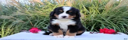 Bernese Mountain Dog dogs for sale: Larry AKC - Ad 1