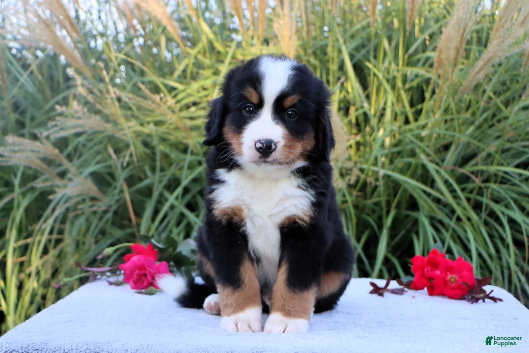 Bernese Mountain Dog dogs for sale: Larry AKC - Ad 1
