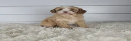 Cavapoo dogs for sale: Bliss - Ad 2