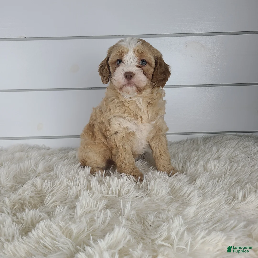 Cavapoo dogs for sale: Bliss - Ad 2