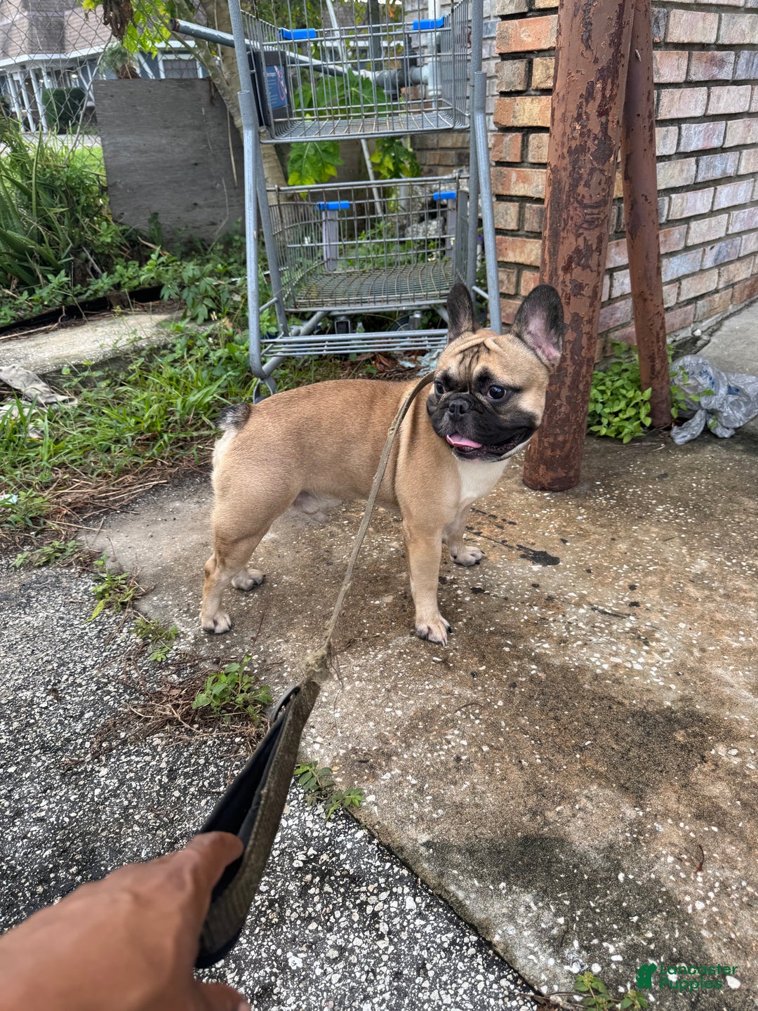 French Bulldog dogs for sale: French Bulldog Puppy 1 - Ad 4