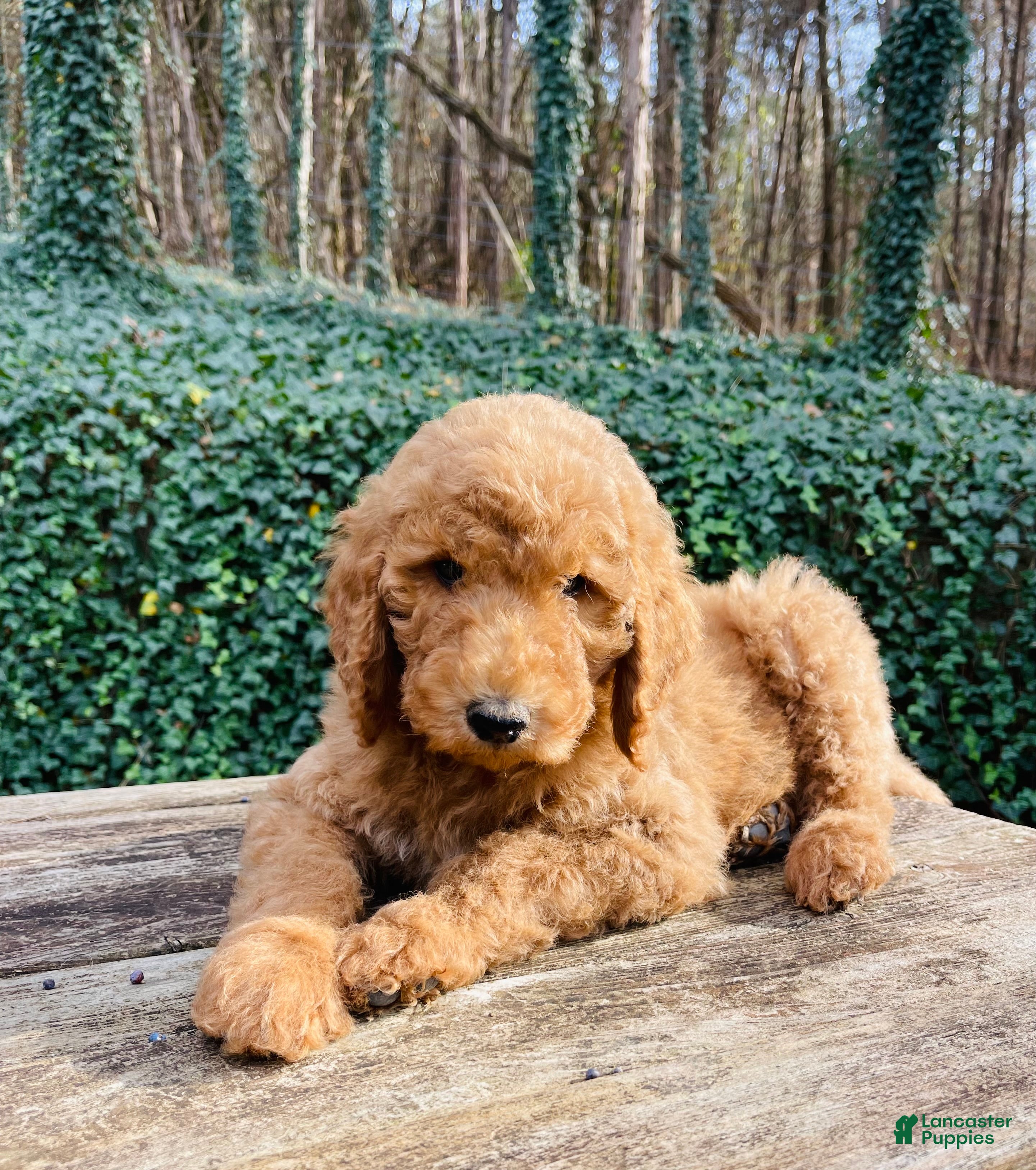 Goldendoodle dogs “Crimson” CKC Goldendoodle 🐶 parents dna/health tested clear - Ad 13