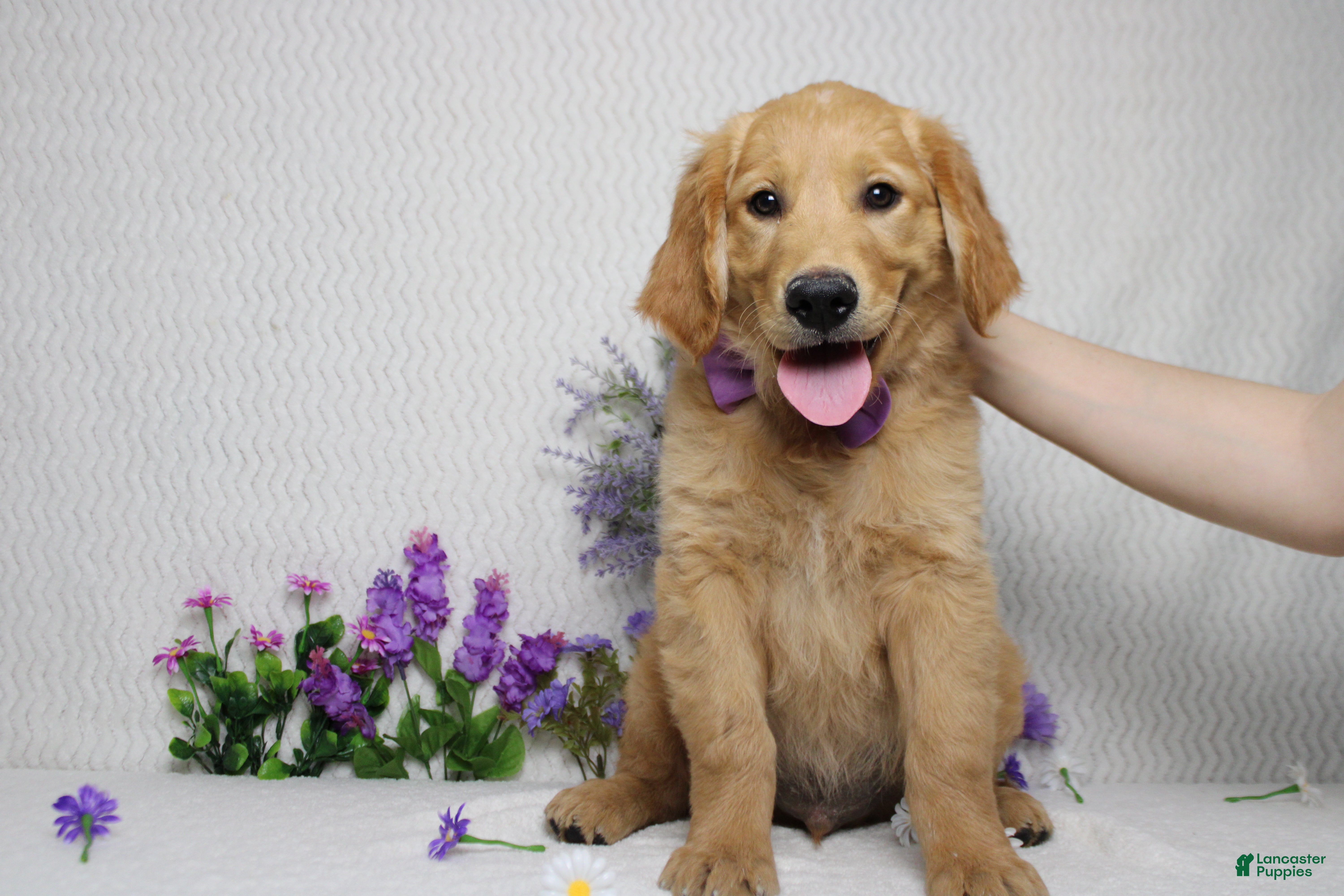 Golden Retriever dogs Benji - Ad 21
