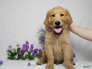 Golden Retriever dogs Benji - Ad 21