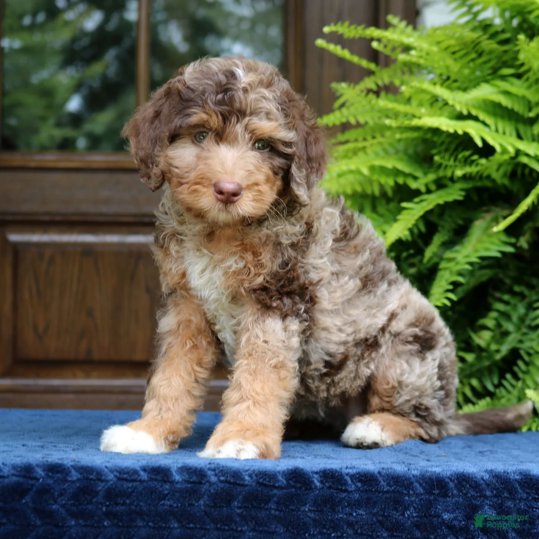 Mini Bernedoodle dogs for sale: Rosie  - Ad 2