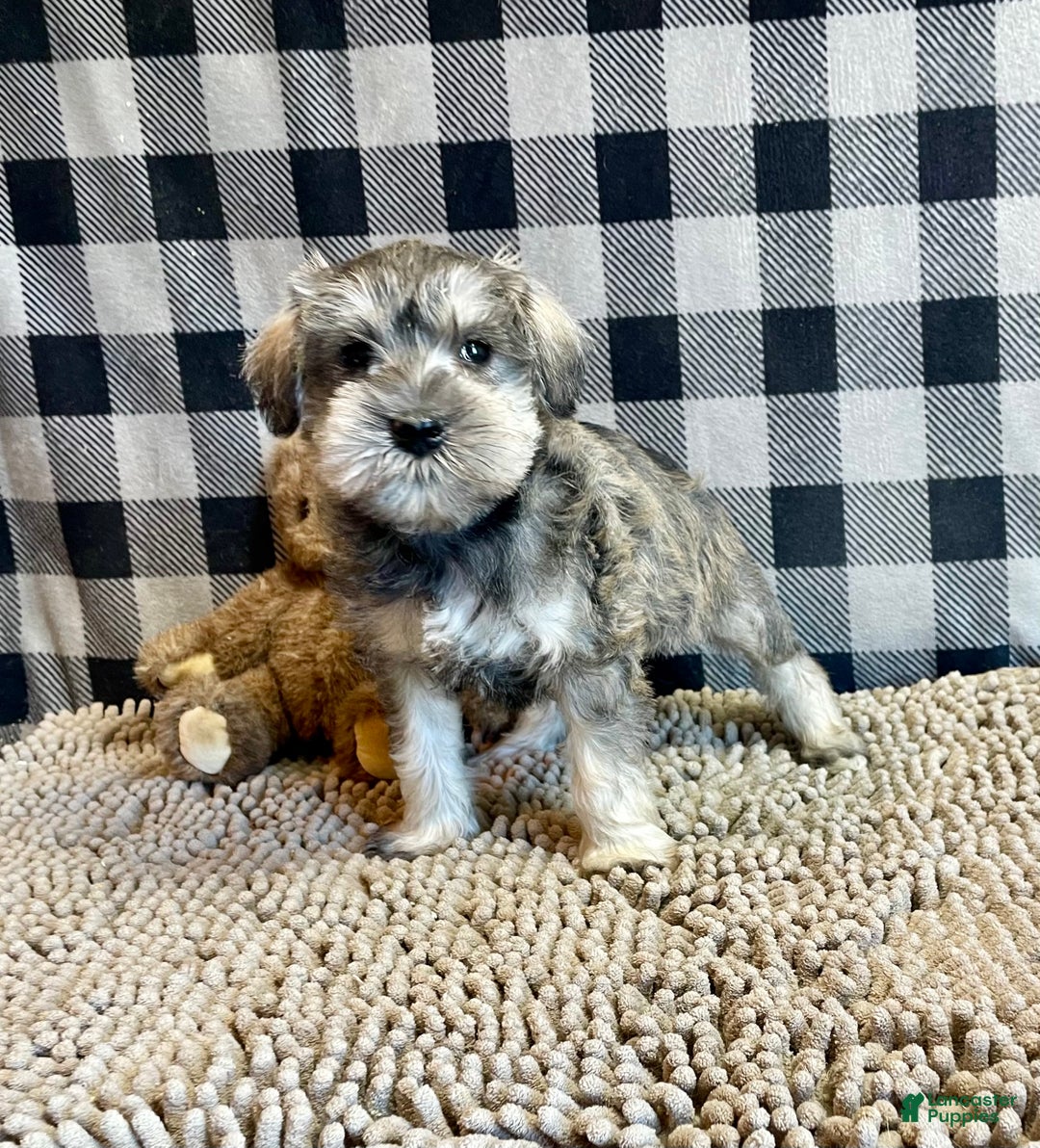 Miniature Schnauzer dogs for sale: Jake - Ad 3