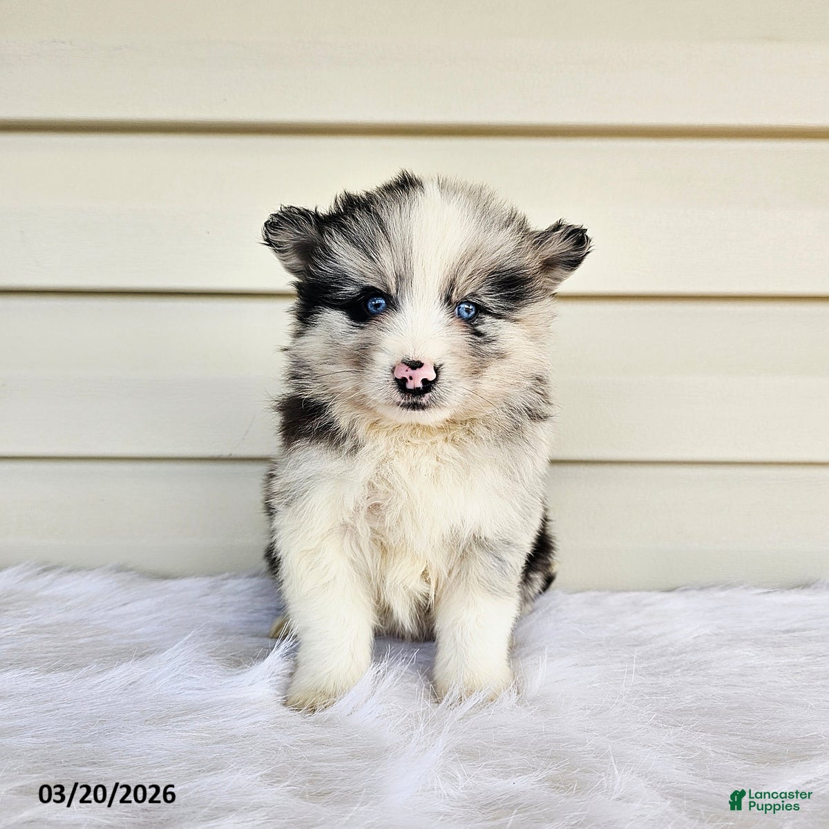 Pomsky dogs Landon - Ad 1