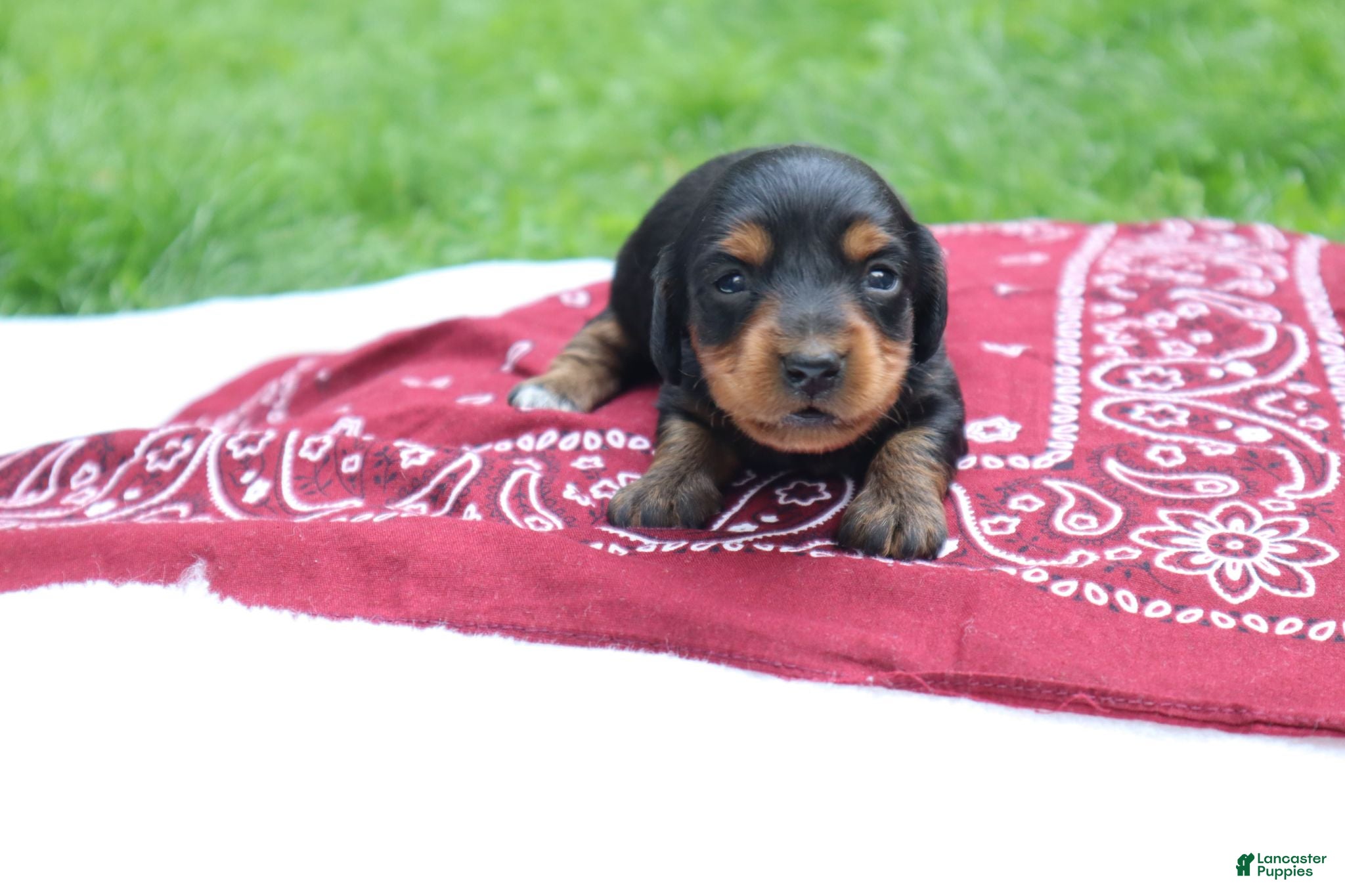 Miniature Dachshund dogs Raven - Ad 2