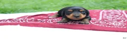 Miniature Dachshund dogs for sale: Raven - Ad 2