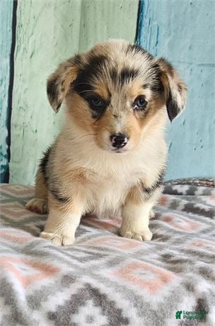 Welsh Corgi Pembroke dogs  Xena - Ad 23