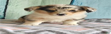 Xena