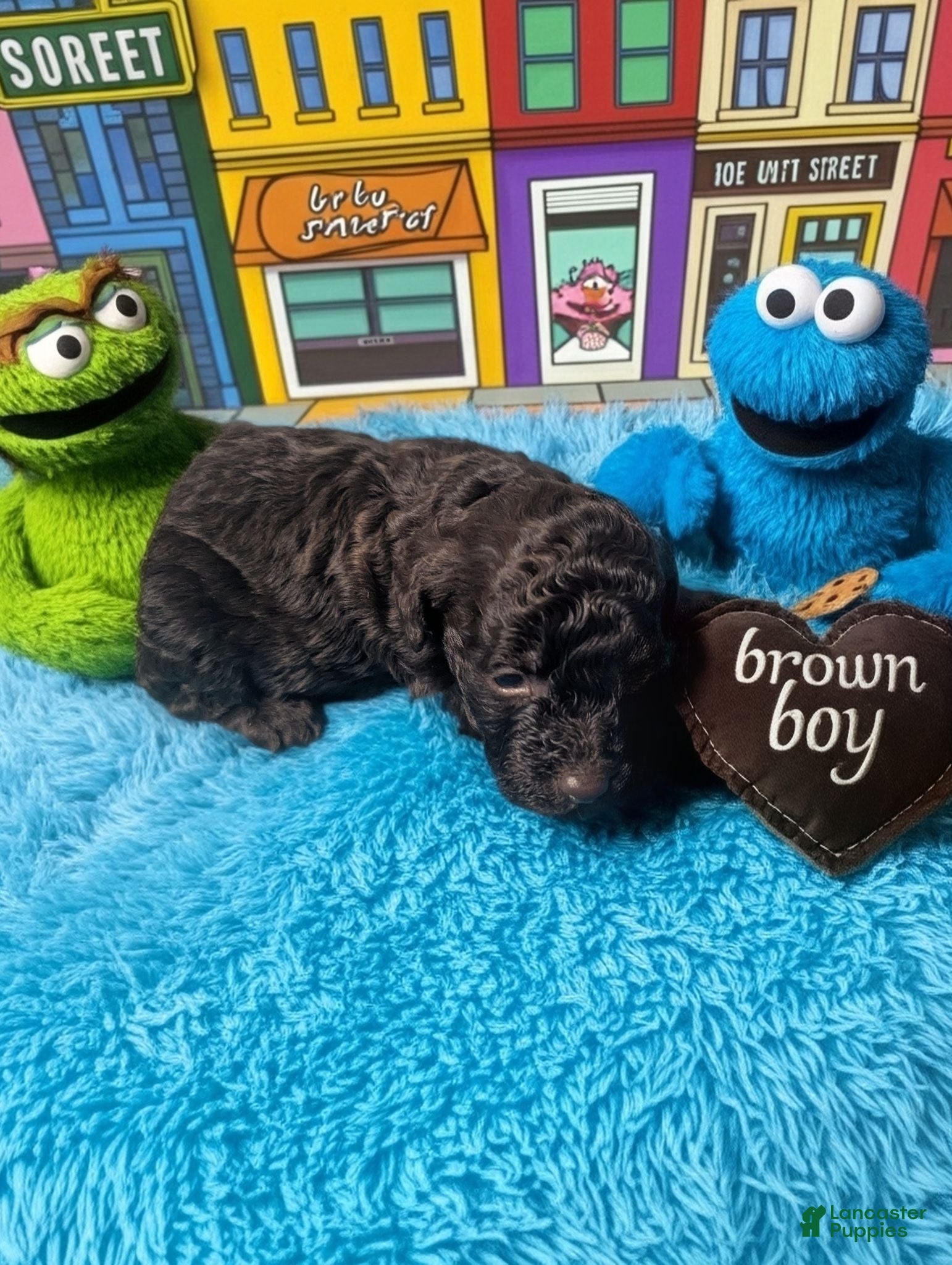 Toy Poodle dogs Toy Poodle 4 - Ad 2