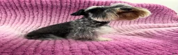 Miniature Schnauzer dogs for sale: Olive - Ad 5