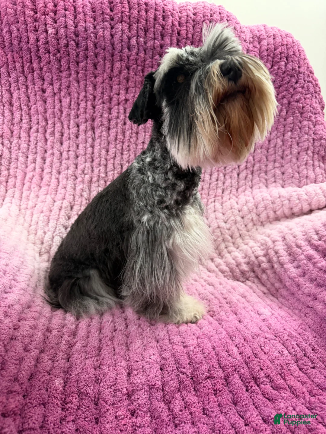 Miniature Schnauzer dogs for sale: Olive - Ad 5