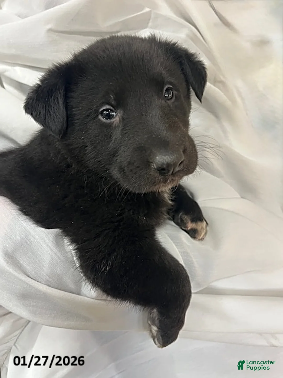 Mixed Breed dogs for sale: Kip  - Ad 3