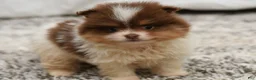 Pomeranian dogs for sale: Levi  - Ad 4