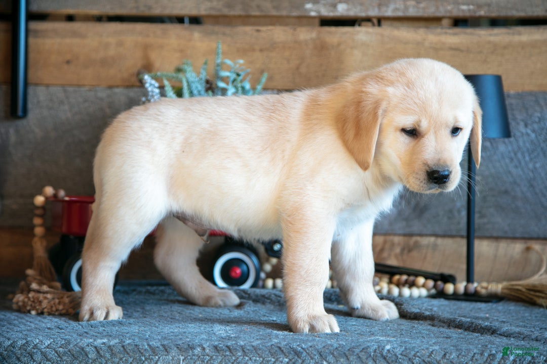 Goldador dogs for sale: Patrick - Ad 3